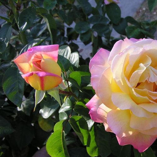 Rosa Béke - Peace - galben - roz - Trandafir copac cu trunchi înalt - cu flori teahibrid - coroană dreaptă